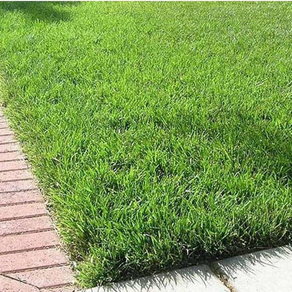 Valentine’s Day Grass seeds sprouting fine ornamental grass with a soft pink or red hue, ideal for themed décor and potted arrangements